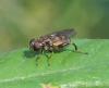 Chalcosyrphus nemorum